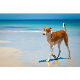 Chart afrykański (azawakh) - encyklopedia ras psów