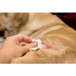 Atopowe zapalenie skóry u psów (AZS)