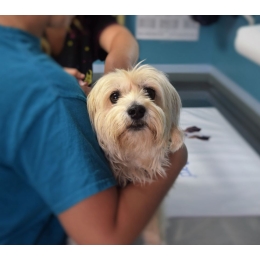 Wszystko o badaniu krwi u psa – przygotowanie psa do pobrania krwi i interpretacja wyników