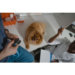 Badanie moczu u kota i u psa - najważniejsze informacje i porady