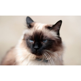 Kot balijski – najważniejsze informacje o rasie. Encyklopedia kotów