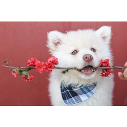 Alfabetyczny spis imion dla suczek i samców psów – lista imion dla psów