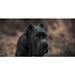 Bandog - potężny pies obrońca o wielkim sercu