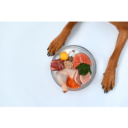 Dieta BARF dla psa - przewodnik i porady