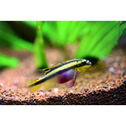 Barwniak czerwonobrzuchy – najważniejsze informacje o gatunku