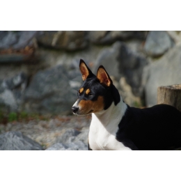 Basenji – najważniejsze informacje o rasie