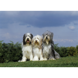 Bearded collie - pasterski pies ze Szkocji. Encyklopedia psów