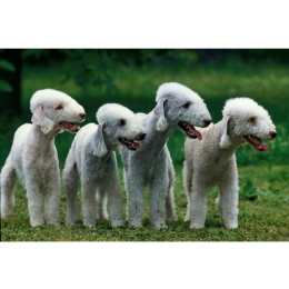 Bedlington terrier – czy to owieczka w skórze psa?