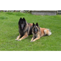 Cieczka u psa – jak wygląda i jak radzić sobie z jej objawami