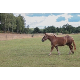Koń belgijski (belgian horse) – najważniejsze informacje o rasie