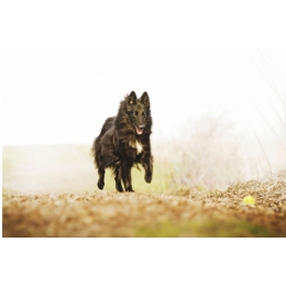 Owczarek belgijski (Groenendael) - najważniejsze informacje o rasie