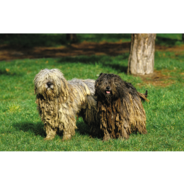 Bergamasco (Owczarek z Bergamo) - Encyklopedia psów