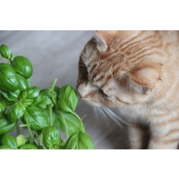 Rośliny bezpieczne dla kota