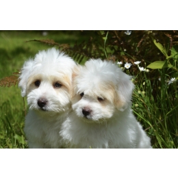 Białe psy – jakie są rasy białych psów? TOP 10 najpopularniejszych psów w białym kolorze!