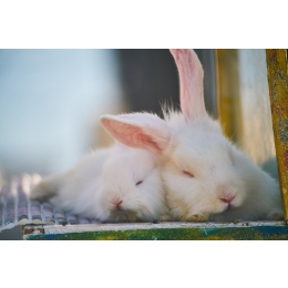 Biegunka u królika – najczęstsze przyczyny i sposoby leczenia