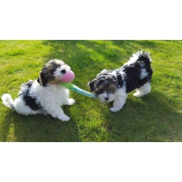 York Biewer (Yorkshire terrier biewer) – Encyklopedia psów