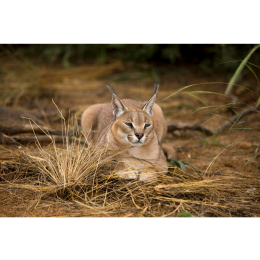 Big Floppa - kim jest ten nietypowy karakal z memów?