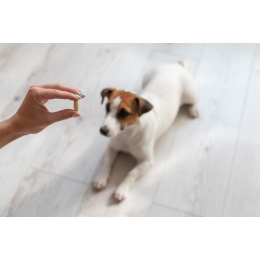 Jakie właściwości ma biotyna dla psów?