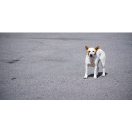 Błąkający się pies - co zrobić, gdzie zadzwonić? Praktyczne rady