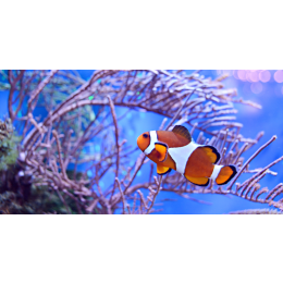 Błazenki (Amphiprioninae) - najważniejsze informacje o gatunku