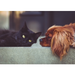 Sterylizować czy nie? Weterynarz podpowiada