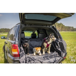 Pies w podróży samochodem - co musisz wiedzieć?