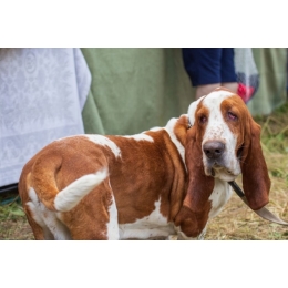 Bloodhound (pies św. Huberta) - najważniejsze informacje o rasie