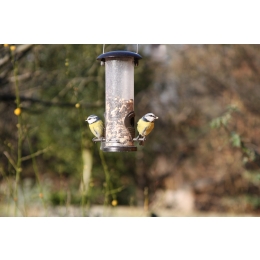 Kiedy i czym karmić ptaki? Czy ptaki zimujące naprawdę potrzebują naszej pomocy?