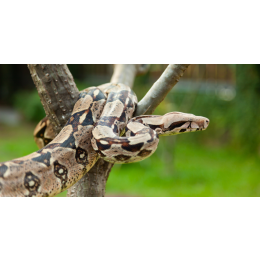 Boa dusiciel - królewski morderca czy domowy przyjaciel?