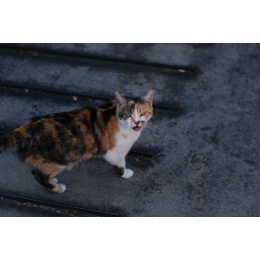 Kot japoński bobtail (Maneki neko) - encyklopedia ras kotów