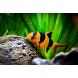 Bocja wspaniała – najważniejsze informacje o gatunku