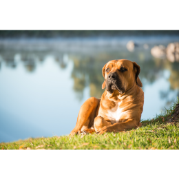 Boerboel (mastif południowoafrykański) – encyklopedia ras psów