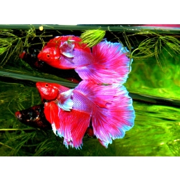 Ryba bojownik – charakterystyka. Jakie ryby toleruje?