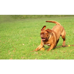 Surowe mięso dla psa – dobry czy zły wybór?