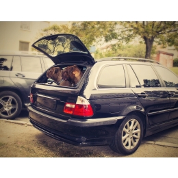 Ubezpieczenie psa – czy jest możliwe i jaki ma zakres?