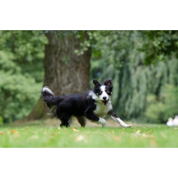 Border collie – najważniejsze informacje o rasie