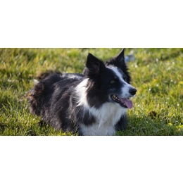 Border collie: cena, charakter, wygląd, zdrowie i wymagania rasy
