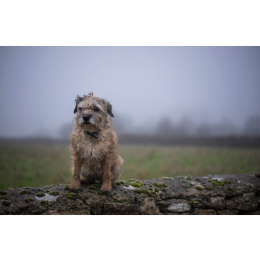 Border terrier - najważniejsze informacje - Encyklopedia psów
