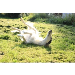 Borzoj (chart rosyjski) – najważniejsze informacje o rasie