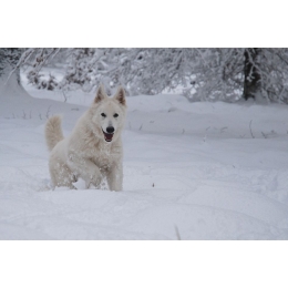 Biały owczarek szwajcarski – najważniejsze informacje o rasie