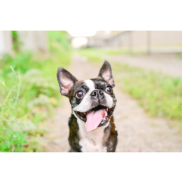 Boston terrier - najważniejsze informacje o rasie. Encyklopedia psów