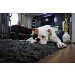 Biegunka u psa – najczęstsze przyczyny i sposoby leczenia