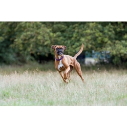 Zapalenie stawów u psa