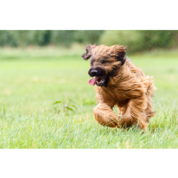 Owczarek francuski briard (Berger de Brie) - Encyklopedia ras psów