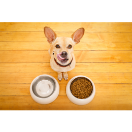 Czas na ekologiczną modyfikację codziennych nawyków z Brit Care Sustainable!