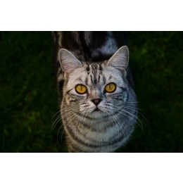 Kot brytyjski krótkowłosy (British Shorthair) - Encyklopedia kotów