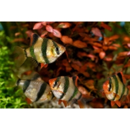 Brzanka sumatrzańska - najważniejsze informacje o gatunku