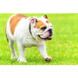 Problemy zdrowotne psów ras brachycefalicznych – czyli tych z „płaską twarzą”