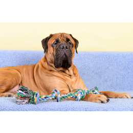 Bullmastiff – encyklopedia ras psów