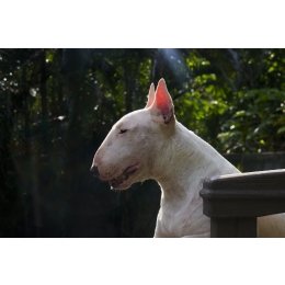 Bulterier – najważniejsze informacje o rasie